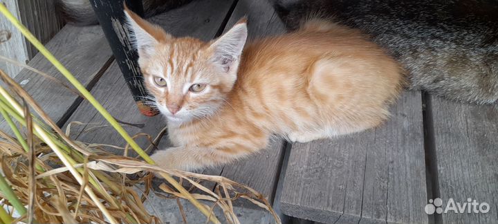 Котята в добрые руки