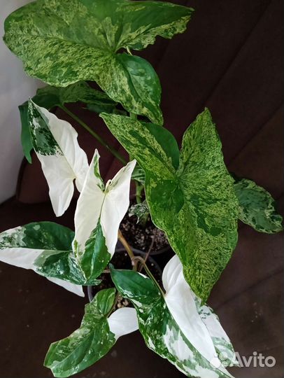 Сингониум, разные сорта