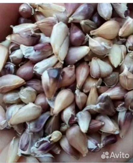 Семена чеснока бульбочки(воздушка) Григорий Комаро