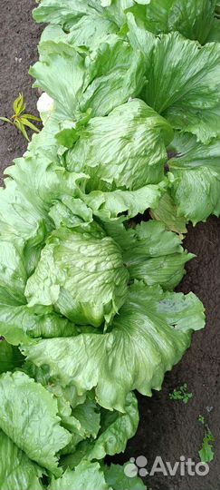 Салат айсберг