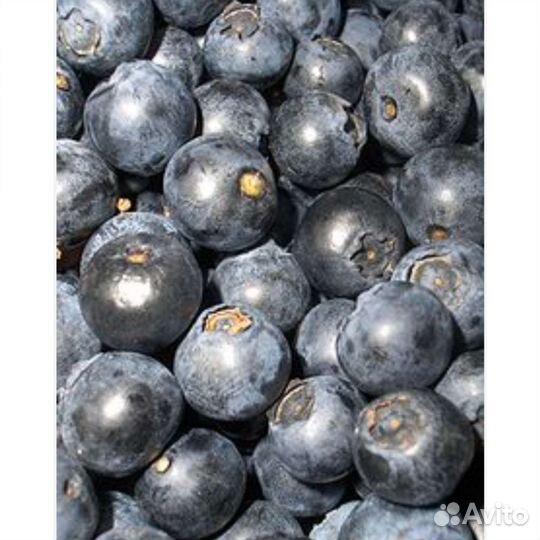 Черника свежая