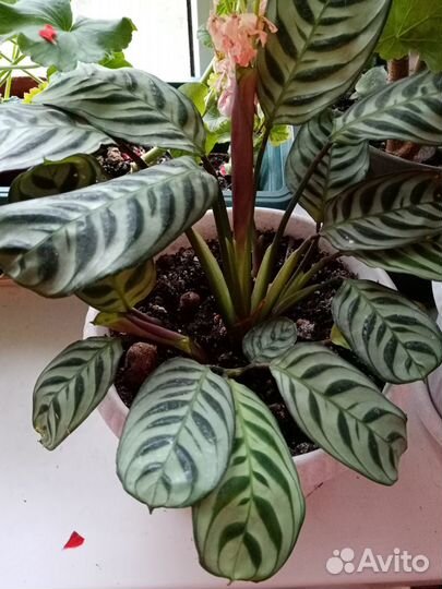 Традисканция, Колеусы, Калатеи