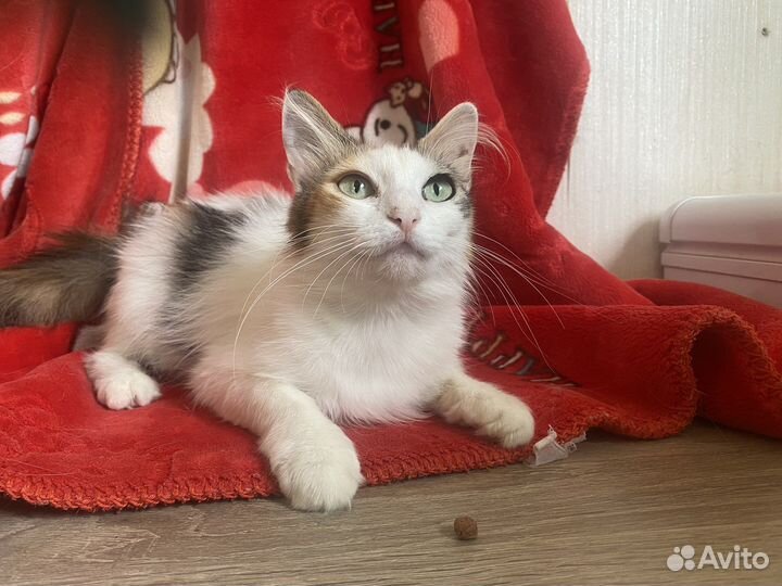 Трёхцветная кошечка Пушинка