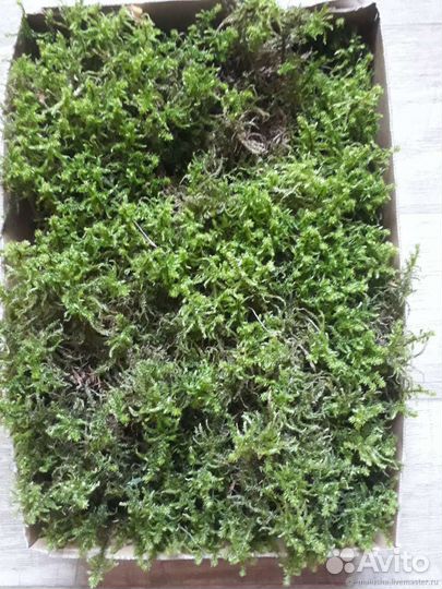 Ягель, мох, центрария, лишайник