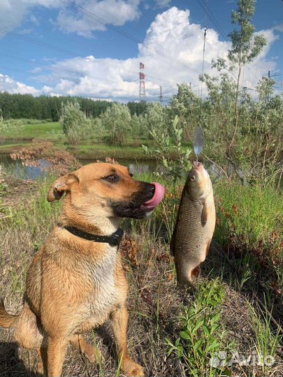 В добрые руки