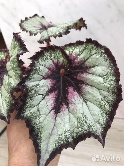 Бегонии декоративно-лиственные. Новые сорта