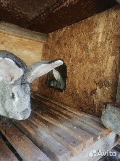 Кролики разных возрастов для разведения, а также м