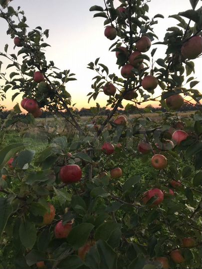 Участок 33,5 га (СНТ, ДНП)