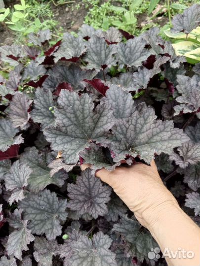 Гортензия метельчатая. Гейхеры