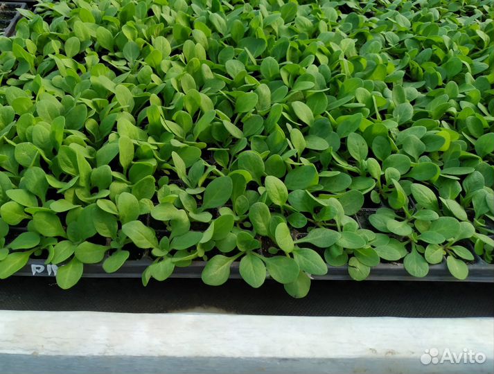 Цинерария рассада цветов петунии виолы бархатцев