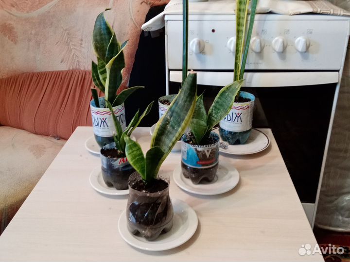 Домашние цветы