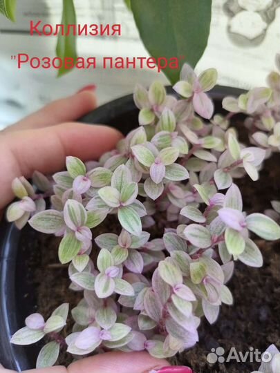 Традесканция часть 2