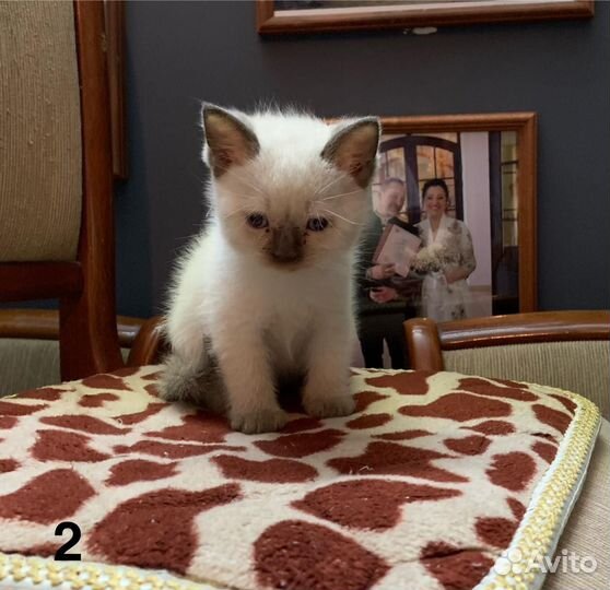 Котятя Милые Тайцы