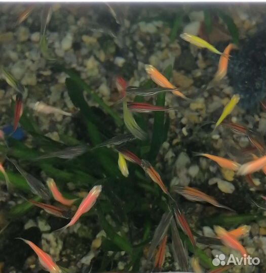 Рыбки. Растения. Креветки. Улитки