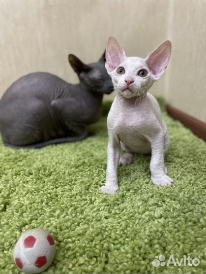 Зооняня, догситтер, передержка животных