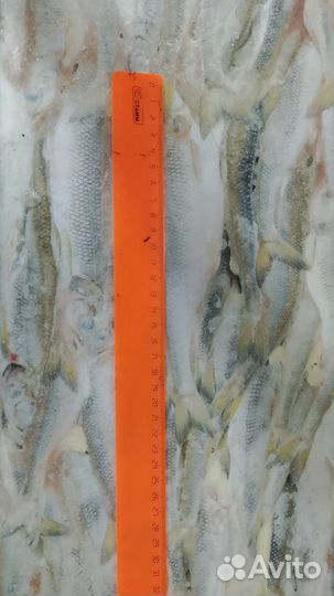 Корюшка свежемороженая