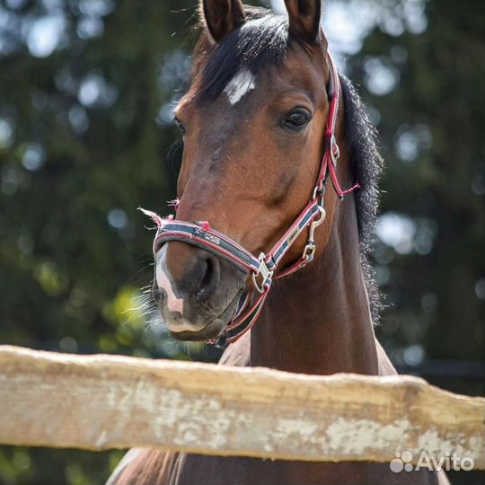 Продам лошадь
