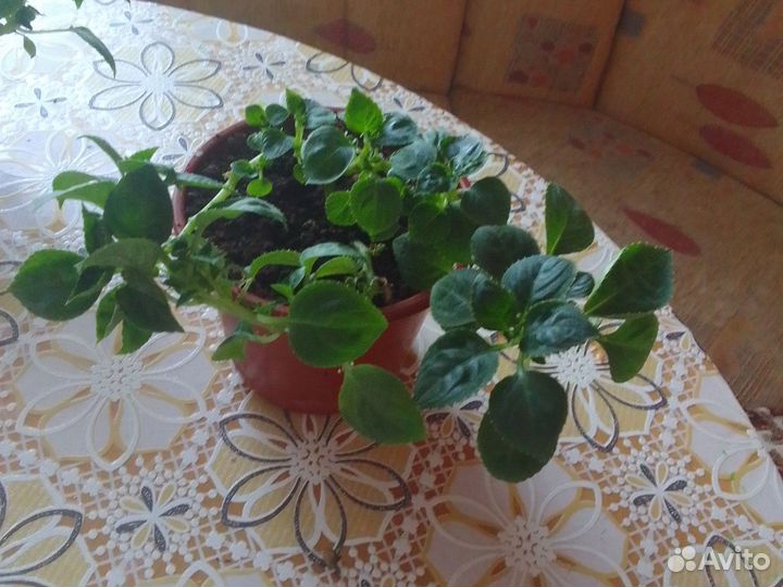 Бальзамин махровый белый