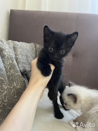 Котенок Британец