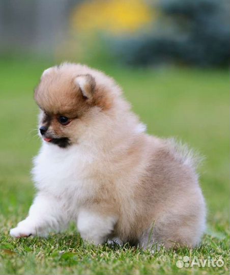 Померанский шпиц мини