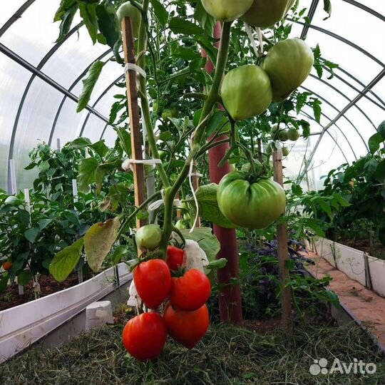 Семена коллекционных сортов