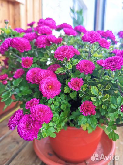 Хризантемы мультифлора и корейская