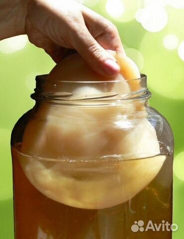 Комбуча (Чайный гриб ) Японский