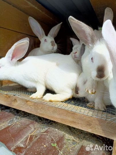 Кролики мясных пород