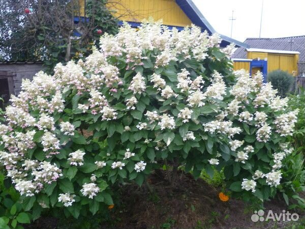 Гортензия метельчатая Кьюшу (предзаказ)