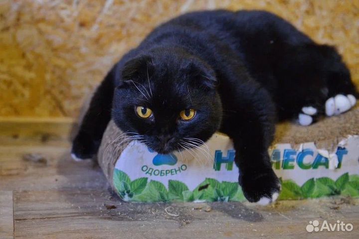 Тая, кошка, скоттишфолд