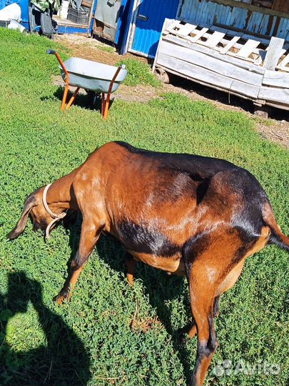 Коза дойная