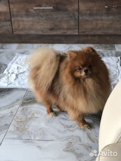 Шпиц малый на вязку