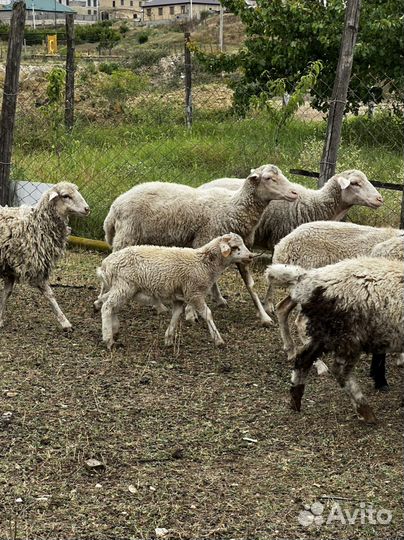 Овцы матки ягнята бараны