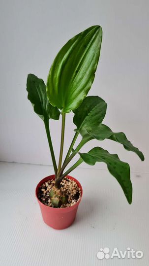 Дримиопсис пятнистый