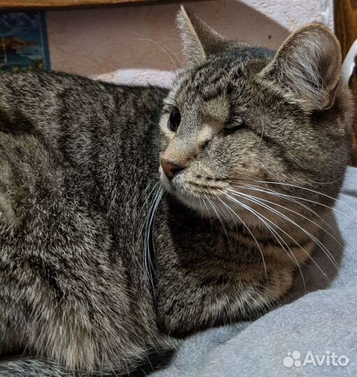 Кошечка шпротик