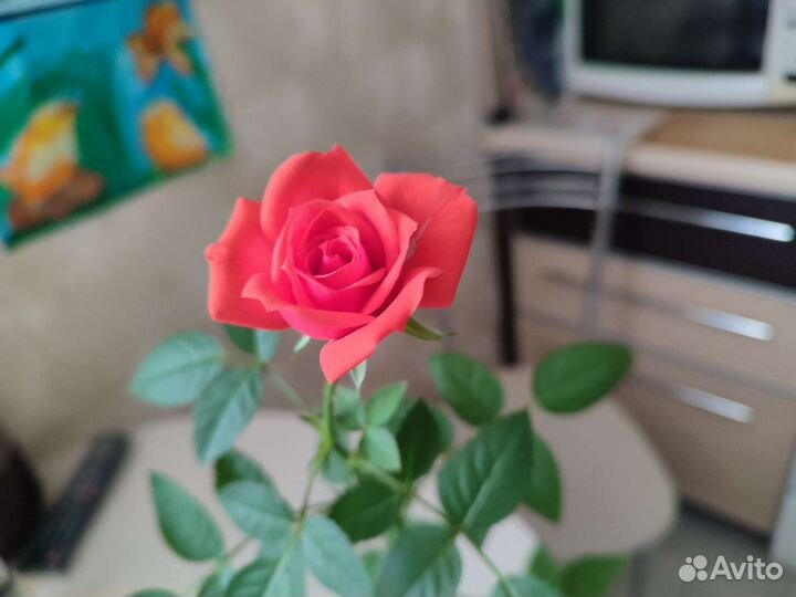 Комнатные цветы розы