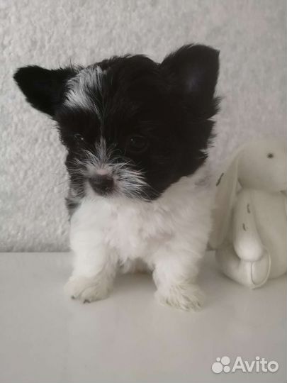 Бивер малыши