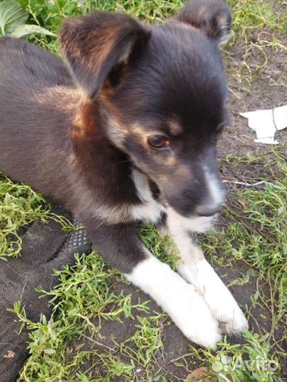 Щенок в добрые руки