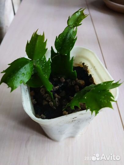 Декабрист шлюмбергера