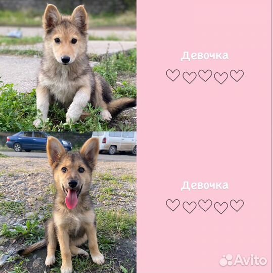 Щенки в поиске семьи