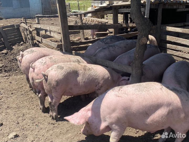 Свиньи ландрас