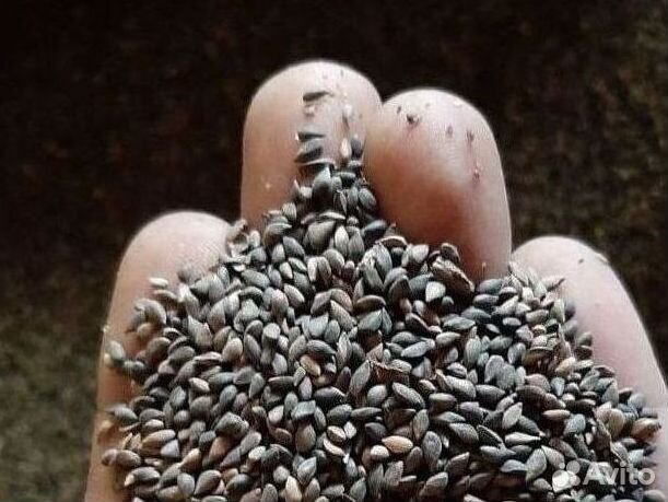 Доставка семян лиственницы