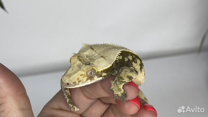 Бананоед самец