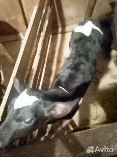 Продаются два бычка