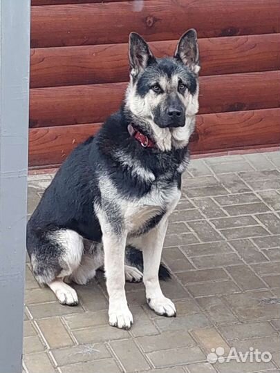 Случка собак