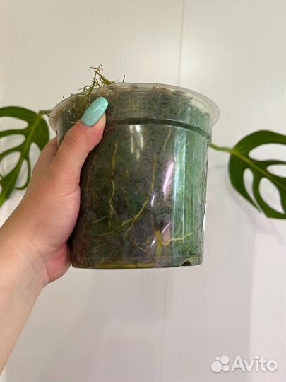 Морстера Burle Marx Flame