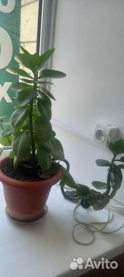 Комнатные растения