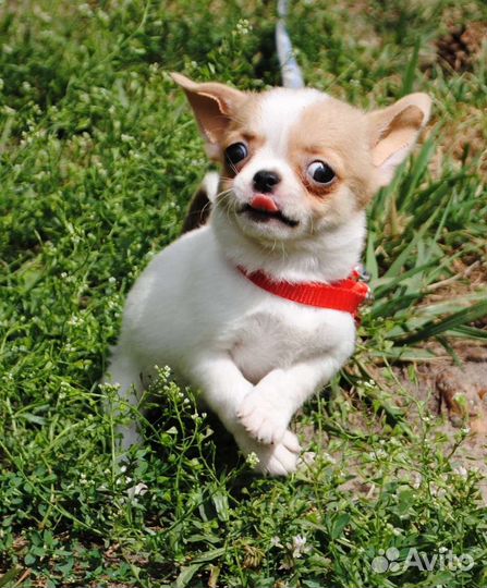 Куколка девочка - щенок чихуахуа. В резерве