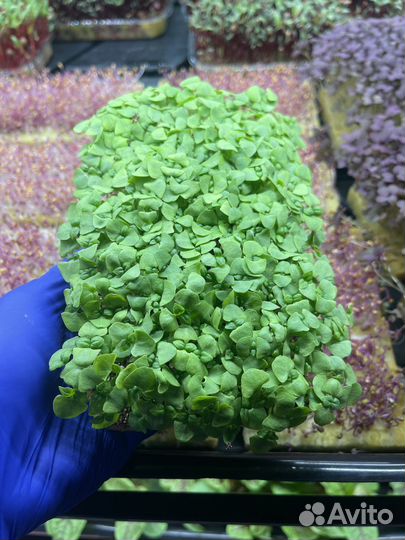 Микрозелень Базилик зеленый