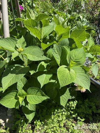 Гортензия крупнолистная